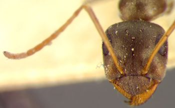 Media type: image; Entomology 23249   Aspect: head frontal view